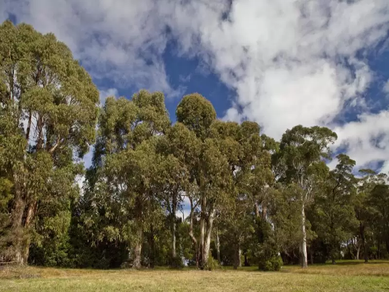 Lot 10 Illawarra Highway, Burrawang Sold by Ballard Property - image 6